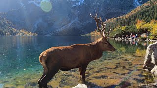 Jeleń w Morskim Oku screenshot 4