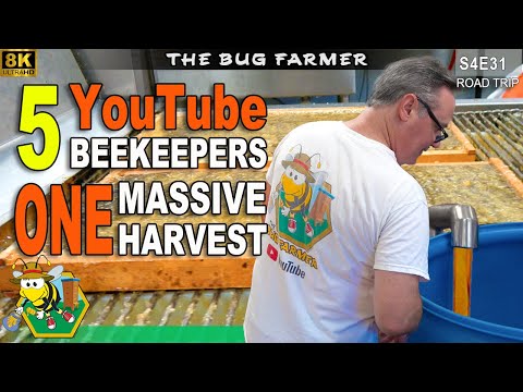 5 YouTube Bee keepers  | One Massive Honey Harvest           #beekeeping #insects #honey #creators