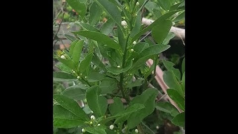 Cách Cho quất ra hoa#shorts