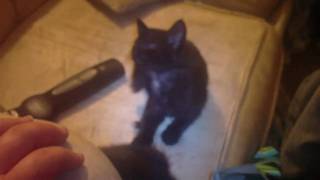 Kittens that need a home!