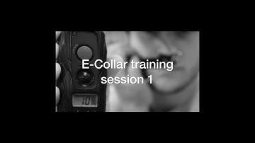 Ecollar training #1 with America