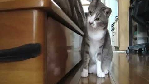 Amazing Cat Video [from www.metacafe.com].flv