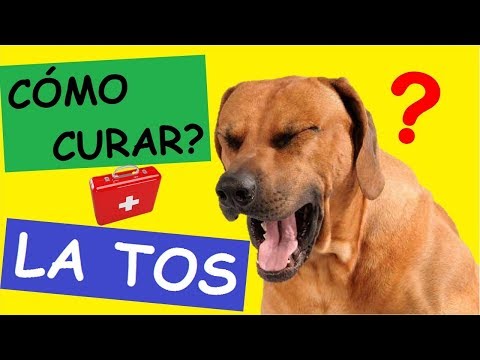 Video: Tos En Perros