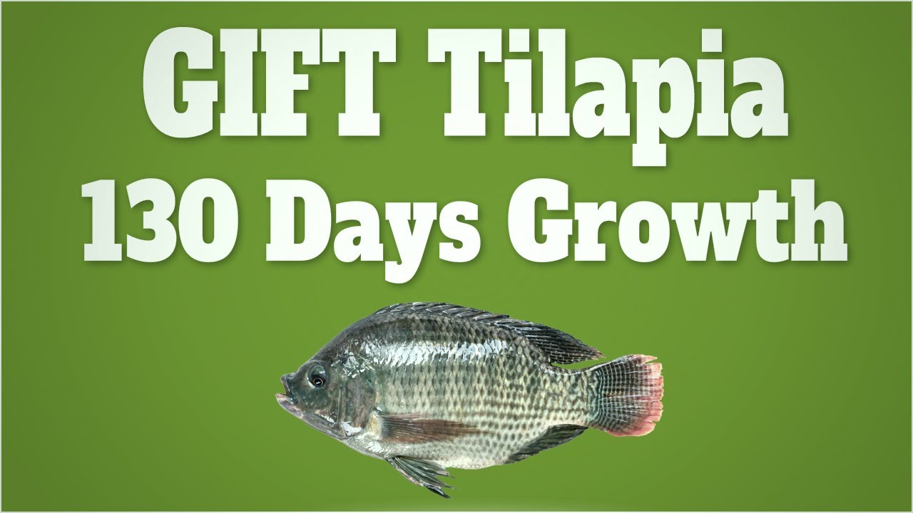 GIFT Tilapia Farming in Biofloc System - 130 Days Growth Update 