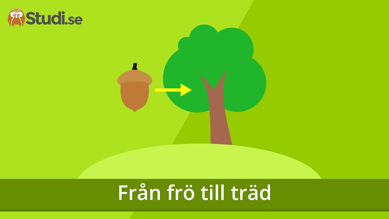 Från frö till träd (Biologi) - www.binogi.se