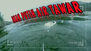 Turns out this is how the Tawes fish eat the #underwatercamera bait