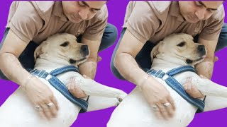 Leo Aaj Papa Ko Bahut Miss Kar Raha Hai / Miss You Papa😂Funny Dog Videos🥰Cute Dog Videos