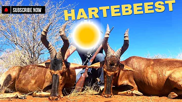 Hartebeest (Alcelaphus buselaphus) | animal deep life