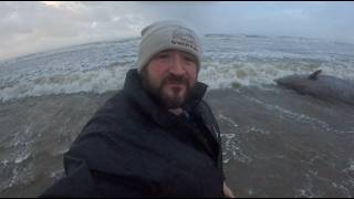 Massive Dolphin Washed Ashore by Storm Boelo in Cumbria