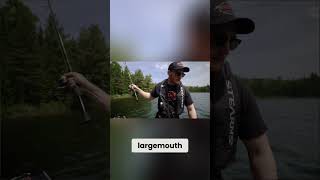 Muskie ATTACKS Largemouth!