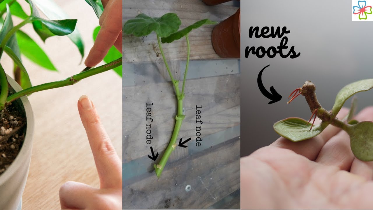 One Secret to Grow Any Plant From a Cutting YouTube
