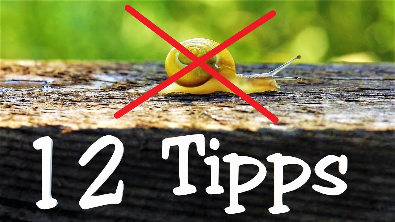 Schnecken bekämpfen Garten Tipps YouTube