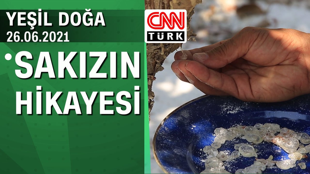 Ege'nin sakız cenneti olan Sakız Adası'nın ve sakızın hikayesi - Yeşil Doğa 26.06.2021