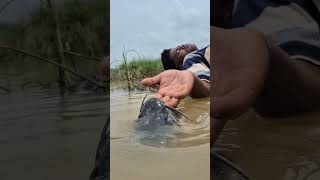Amazing big wallago & chitol fish catching video by fisherman #shorts #foryou #grow