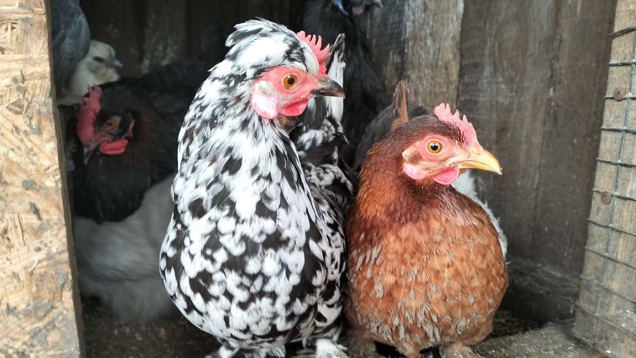 А ви випускаєте своїх курей в таку погоду? Такі вже дорослі 🐥