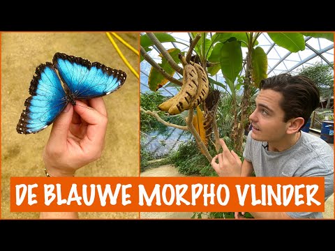 Video: De mooiste vlinder. Naam van de mooiste vlinder ter wereld