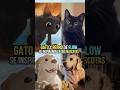 El Gato y Perro de FLOW se inspiraron en las mascotas del DIRECTOR #flow #animacion #animation