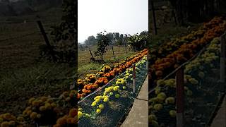 Phoolon Ka Taaron l Kishore Kumar l R.D Burman l  Anand Bakshi #ytshorts #song #oldisgoldsongs