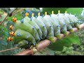 How A Caterpillar Becomes A Butterfly | The Dodo | caterpillar | transformation   caterpillar
