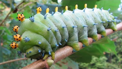 How A Caterpillar Becomes A Butterfly | The Dodo | caterpillar | transformation   caterpillar
