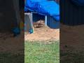 Otis’s loves the rain 🌧️ #turtle #tortoise #petlover #l #animals #rain #rainyday #sulcatatortoise