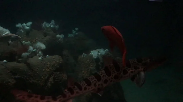魔鬼鱼（蝠鲼 𫚉鱼） 鲨鱼 豹鲨 海底世界 【蒙特雷湾水族馆】1080p - 天天要闻