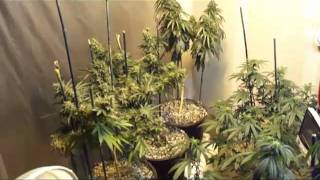 Super Lemon Haze Week 3