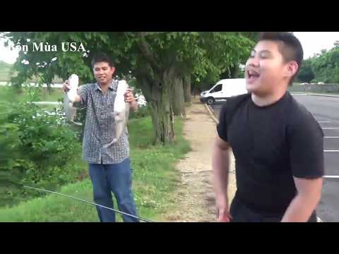 Video Cá Nhiều Dọc Theo Dòng Sông Potomac - youtube