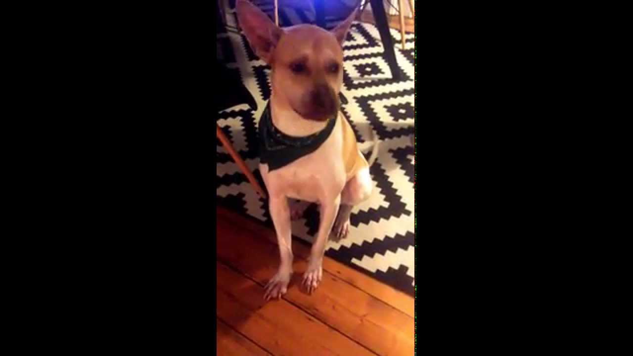 Dog sings to Harmonica YouTube