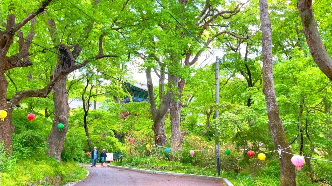 [4k] 갑사 가는 길 황매화 On the way to Gapsa Temple 계룡산  slow walking Korea