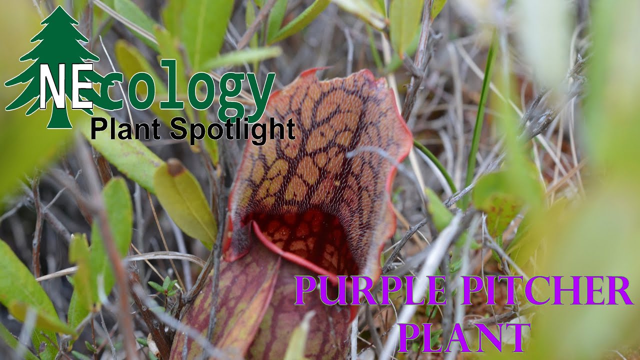 NEcology Plant Spotlight - Purple Pitcher Plant