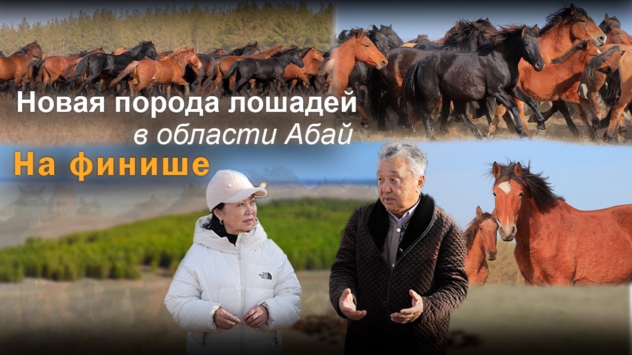 Новая порода лошадей в области Абай. На финише