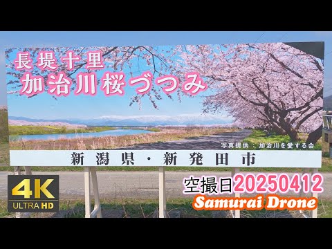 桜満開　長堤十里　加治川桜つづみ　ＢＧＭ新発田市歌「虹の橋をわたって」　新潟県新発田市　【ドローン空撮 ４Ｋ絶景映像】60fps　２０２５年０４月１２日