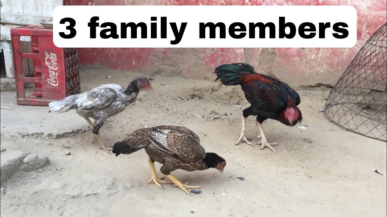 Family of 3 chickens WOW
