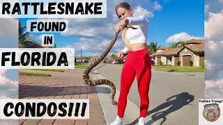 Rattlesnake found in Florida Condos!!!