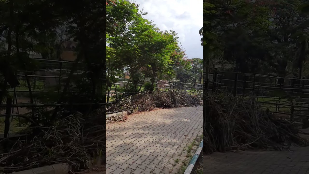 Giraffe 🦒 🙏 Welcome To The Group Of Tallest 