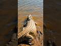 Largest crocodile in the water 😱😳😯 #shorts #shortvideo #wildlife #nature #crocodile