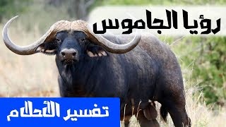 رؤيا الجاموس - تفسير الأحلام لإبن سيرين