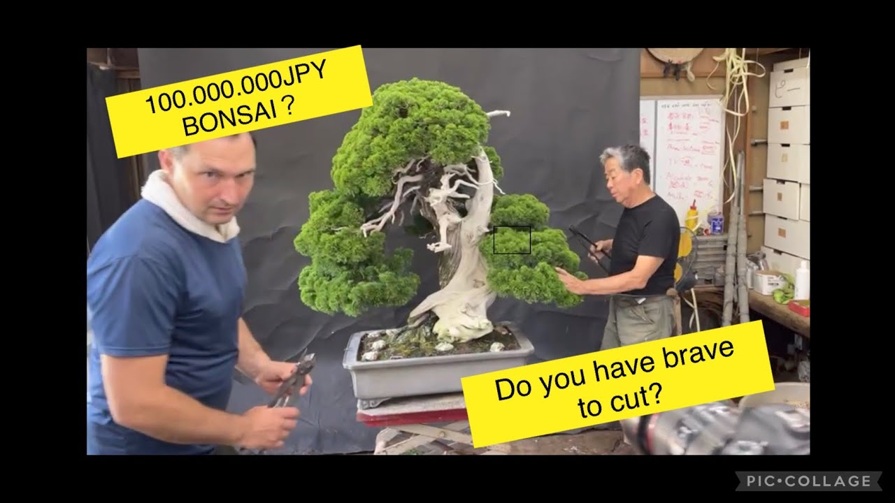 1000000USD Bonsai Cut down?! [[芸能人格付け出演]]100000000円盆栽 
