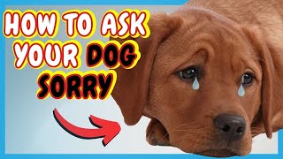 HOW TO APOLOGIZE TO THE DOG | GUIDE TO APOLOGIZING TO A DOG