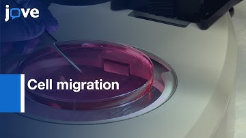 Outgrowth Culture Assay and Ex vivo assessment of Cell migration | Protocol Preview