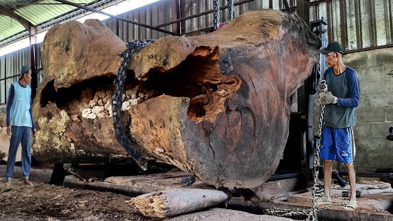 Awesome!! The impact of a steel saw blade on a trembesi tree at a ...