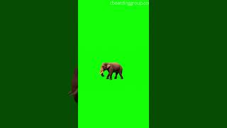 Elephant Walking on Green Screen | #greenscreen #shorts #animals