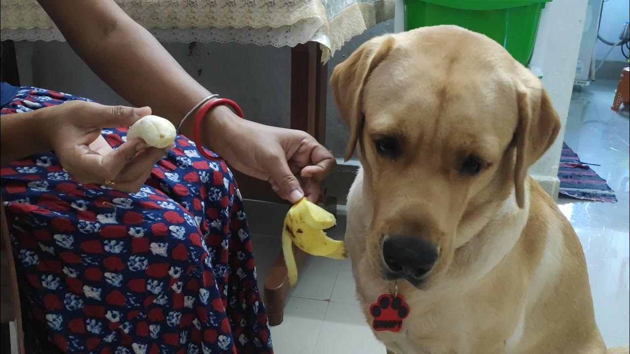 My Smart Labrador Is Eating Banana YouTube