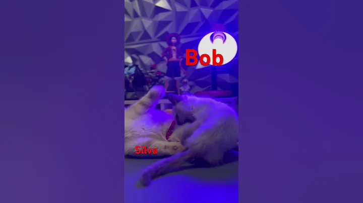 Video 11573641: siamese persian cats kitten, persian cat kitten animal