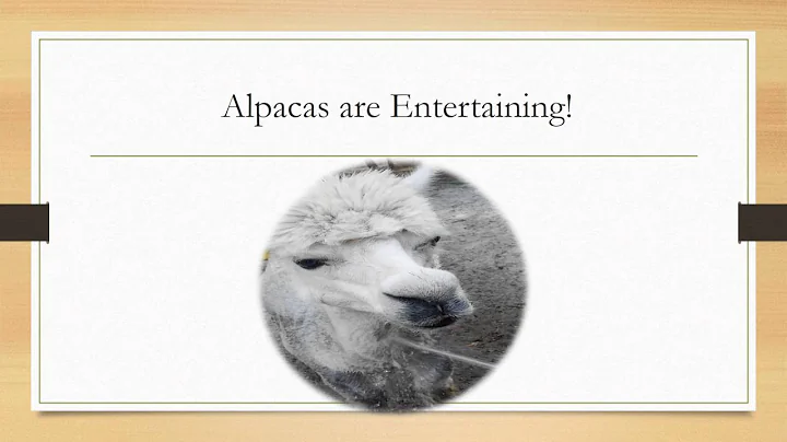 Alpacas of Willow Hill Power Point