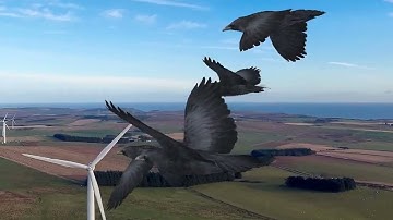 Animated Flying Crow 3D Model