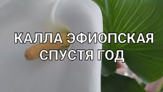 Калла Эфиопская спустя год