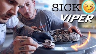 Carefully medicating Deadly Viper and removing abscess! VERY DANGEROUS!
