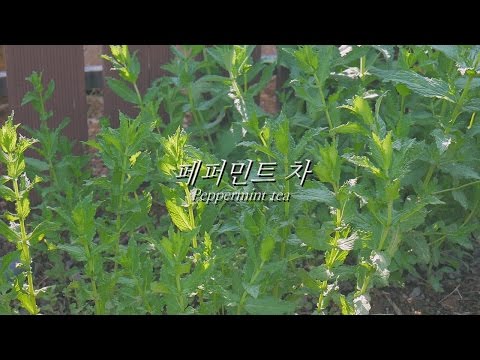 [봄씨] 페퍼민트 차 / Peppermint tea